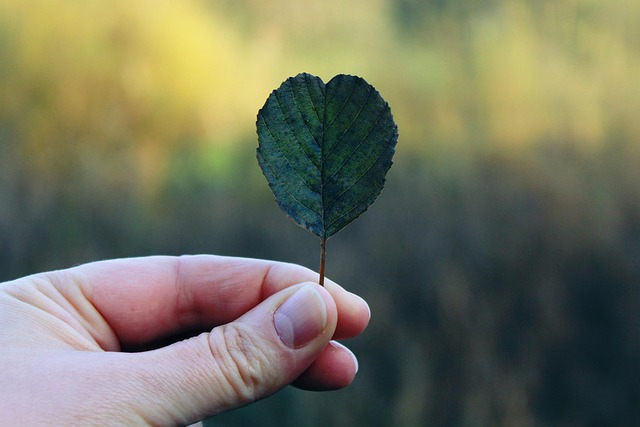 A hand holding a heart shaped leaf
