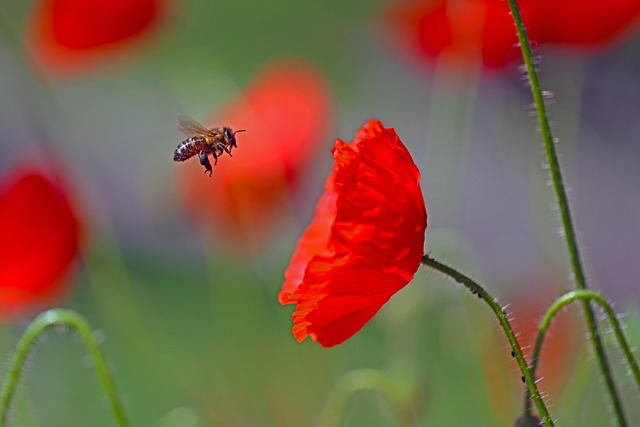 A bee flying towards a red poppy